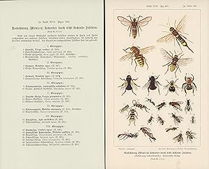 Nachahmung stechender und nicht stechende Insekten. Farblithographie von 1914 mit beigelegter Leg...