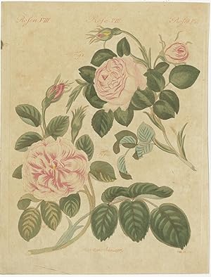 Pl. 8 Antique Print of Roses by Bertuch (c.1810)