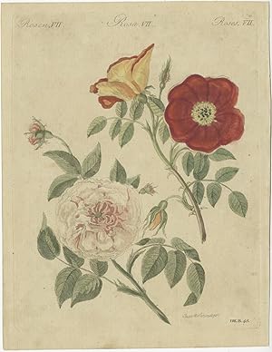 Pl. 7 Antique Print of Roses by Bertuch (c.1810)