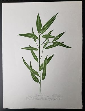 Linoleum Block Print of a Northern California Plant or Flower: Bamboo. Signed and Numbered by Dr....