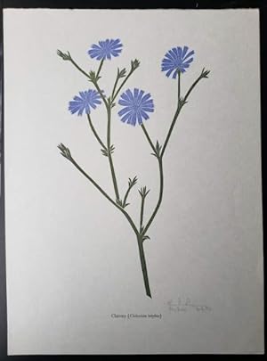 Linoleum Block Print of a Northern California Plant or Flower: Chicory (Cichorium intybus). Signe...