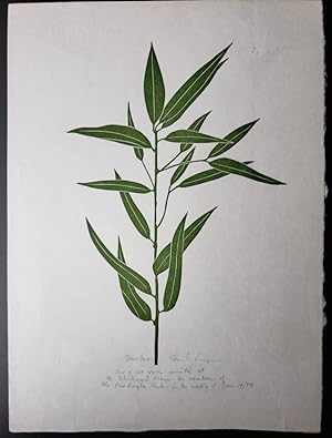 Linoleum Block Print of a Northern California Plant or Flower: Bamboo. Signed and Numbered by Dr....