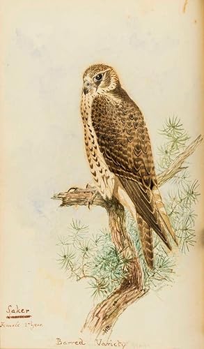 Seller image for Falconry in the British Isles. for sale by Antiquariat INLIBRIS Gilhofer Nfg. GmbH