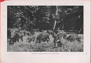 Bild des Verkufers fr Frotte di cinghiali nella selva di Baconia (Ungheria). Foto da rivista1940 zum Verkauf von libreria biblos