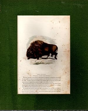 Immagine del venditore per PRINT: "The Bison (Buffalo)".from North American Indians, Volume 1 venduto da Dorley House Books, Inc.