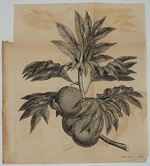 Bild des Verkufers fr Breadfruit Engraving from Cook's first voyage zum Verkauf von Antipodean Books, Maps & Prints, ABAA