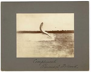 A LEAPING TARPON, completely out if the water, with a tree line in the distant background, water ...