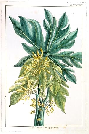 Bild des Verkufers fr CARICA PAPAYA - PAPAYE MALE . Papaya plant. zum Verkauf von Garwood & Voigt