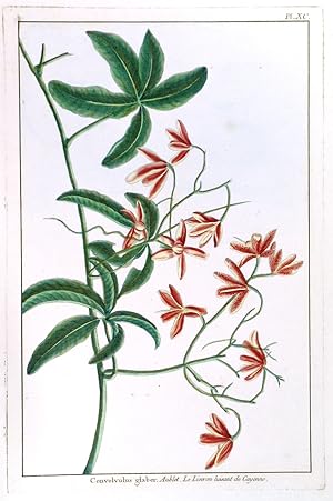 Bild des Verkufers fr CONVOLVULUS GLABER - AUBLET, LE LISERON LUISANT DE CAYENNE . Small-flowered bindweed. zum Verkauf von Garwood & Voigt