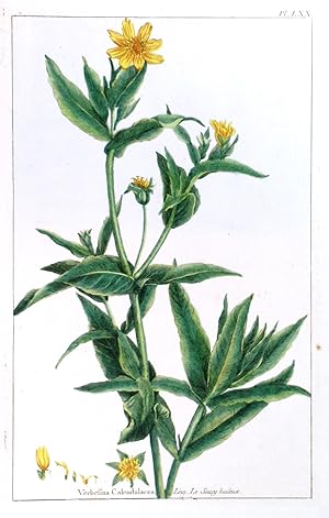 Bild des Verkufers fr VERBESINA CALENDULACEA - LE SOUCY HIULEUX . Flowering plant in the daisy family. zum Verkauf von Garwood & Voigt
