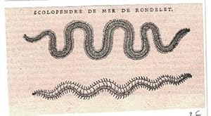 Scolopendre de Mer de Rondelet . First edition.of the Woodcut.