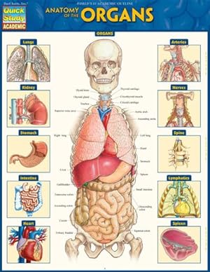 Bild des Verkufers fr Anatomy of the Organs (Quick Study Academic) by Barcharts, Inc. [Cards ] zum Verkauf von booksXpress