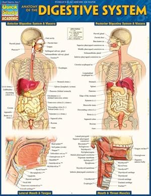 Bild des Verkufers fr Anatomy of the Digestive System: Quickstudy Laminated Reference Guide (Quick Study Academic) by Perez, Vincent [Paperback ] zum Verkauf von booksXpress