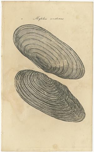 Antique Print of Mussels (c.1850)