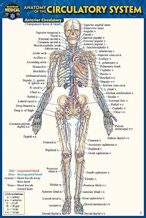Bild des Verkufers fr Anatomy of the Circulatory System by Perez, Vincent [Wall Chart ] zum Verkauf von booksXpress