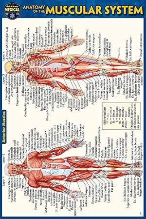 Bild des Verkufers fr Anatomy of the Muscular System by Perez, Vincent [Wall Chart ] zum Verkauf von booksXpress