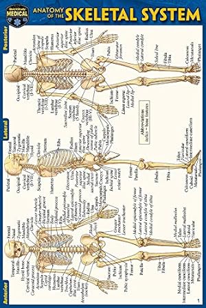 Bild des Verkufers fr Anatomy of the Skeletal System by Perez, Vincent [Wall Chart ] zum Verkauf von booksXpress