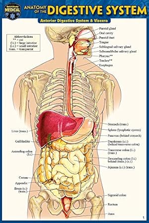 Bild des Verkufers fr Anatomy of the Digestive System by Perez, Vincent [Wall Chart ] zum Verkauf von booksXpress