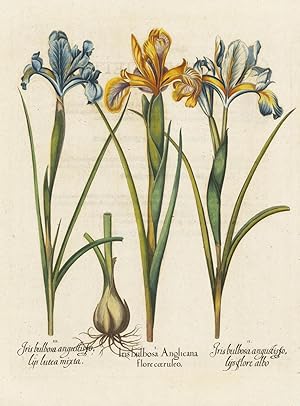 Iris bulbosa Anglicana flore coeruleo