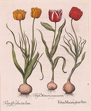 Tulipa Miniata pleno flore