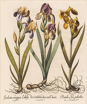 I. Iris latifolia decima clusii II. Iris lutea variegata Lobely. III. Pseudo Iris palustris
