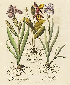 I. Calceolus Mariae II. Iris Portugalica III. Iris Pannonica variogata