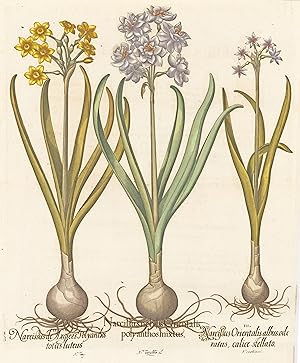 Narcissus nobilis Orientalis polyanthos mixtus