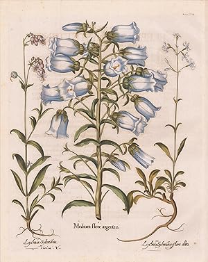 I. Medium flore argenteo. II. Lychnis Sylvestris. III. Lychenis Sylvestris flore albo
