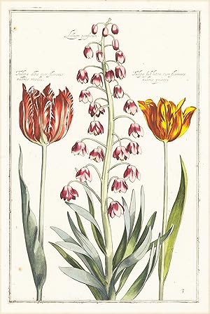Tulips Plate #3