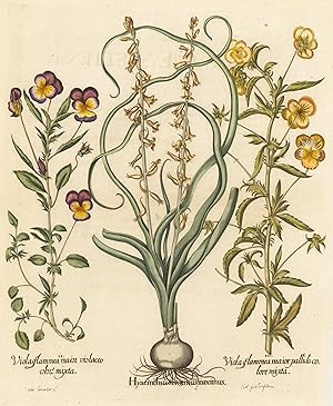 Hyacinthus Serotinus maximus