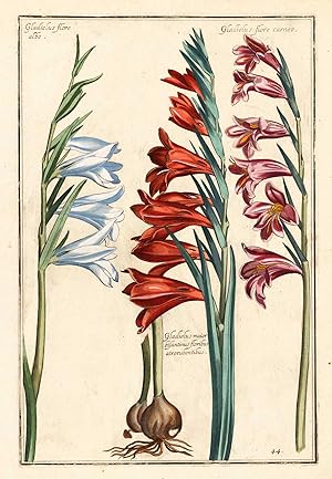 Gladiolus flore albo.
