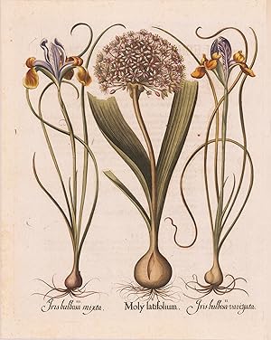Moly latifolium