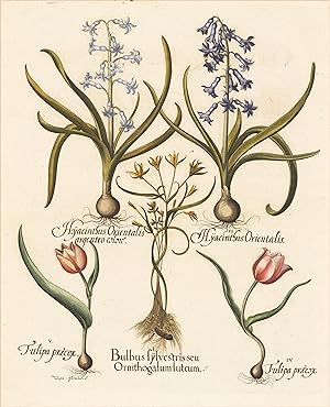 Bulbus sylvestris seu Ornithogalum luteum