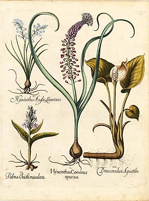 Hyacinthus Comosus spurius