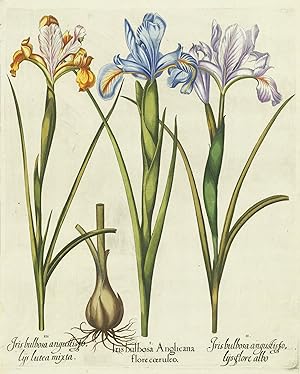 Iris bulbosa Anglicana flore coeruleo Plate: 200
