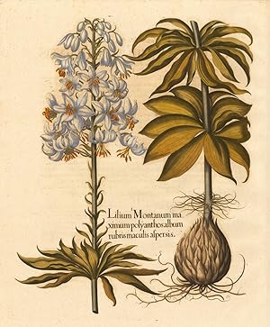 Lilium montanum maximum polyanthos album rubris maculis aspersis