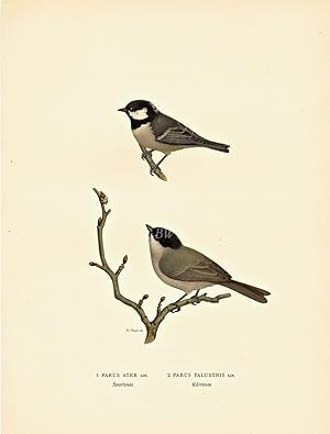 Seller image for Parus Ater [and] Parus Palustris for sale by Blue Whale Books, ABAA