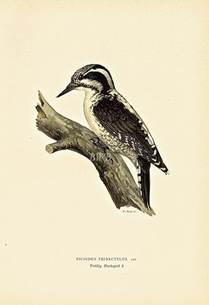 Seller image for Picoides Tridactylus for sale by Blue Whale Books, ABAA