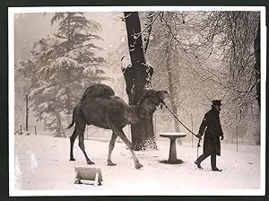 Photo Ansicht Surrey, Chessington Zoo, George the Camel has his first Experience of snow 1937