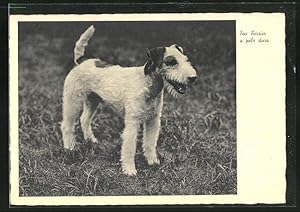 Imagen del vendedor de Ansichtskarte Fox Terrier a pelo duro a la venta por Bartko-Reher