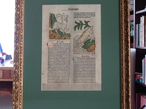 Bild des Verkufers fr Kolorierter Holzschnitt - Inkunabel aus Tractatus DeAnimalibus. zum Verkauf von Antiquariat Buchseite