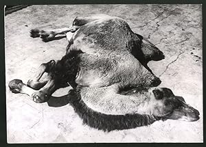 Photo Ansicht London, Kamel im Zoo sonnt sich 1939