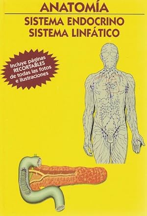 Imagen del vendedor de Anatoma. Sistema endocrino - Sistema linftico. Incluye pginas RECORTABLES de todas las fotos e ilustraciones. a la venta por La Librera, Iberoamerikan. Buchhandlung