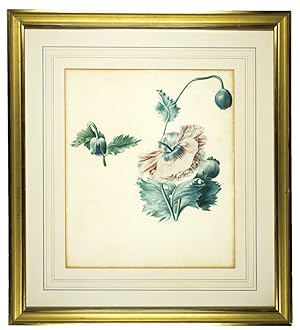 A large and very attractive early 19th century non signed watercolour of a Papaver somniferum,