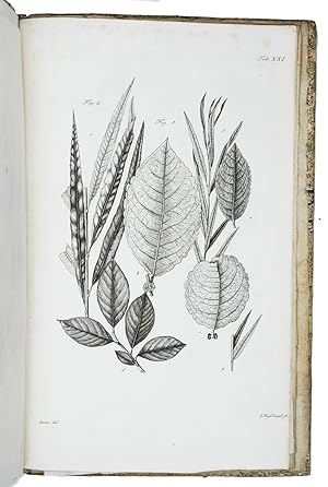 Seller image for Historia salicum iconibus illustrata.Leipzig, Siegfried Leberecht Crusius, vol. 1: 1785-1787, vol. 2: 1791. 2 volumes. Folio. With 24 engraved plates in vol. 1 (numbered 1-24) and 6 engraved plates in vol. 2 (numbered 25-29, 31: all published), all signed by I. Nuszbiegel after originals by the author, except plate 31, which is signed by Johann Stephan Capieux.Blue sprinkled paper over boards (vol. 1) and limp grey paper wrappers, stab-sewn through the wrappers (vol. 2). Preserved in a professionaly handmade box, made for this book. for sale by Antiquariaat FORUM BV