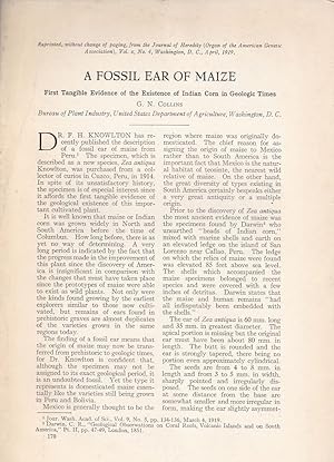 A Fossil Ear of Maize by G. N. Collins