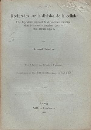 Seller image for Recherches sur la divison de la cellule I. Le Duplicisme Constant du Chromosome Somatique chez Salamandra Maculosa Laur. et chez Allium Cepa L. by Dehorne, Armand for sale by Robinson Street Books, IOBA