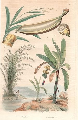 Bild des Verkufers fr Bananenpflanze und Details sowie Bambus auf 1 Blatt. zum Verkauf von Antiquariat Martin Barbian & Grund GbR