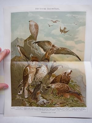 Meyers Antique Chromolithograph DEUTSCHE RAUVOGEL (German Raptors) (1890)