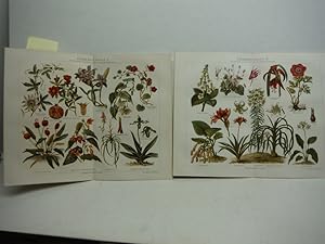 Meyers Antique Chromolithographs ZIMMERPFLANEN I & II (1890)